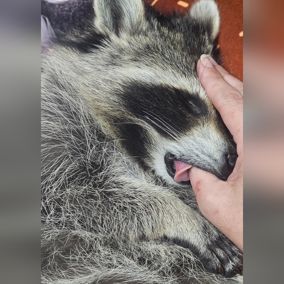 Donate For CALYPSO- Formula, Enrichment Toys & Incidental Care Items - Picture 11 of 15